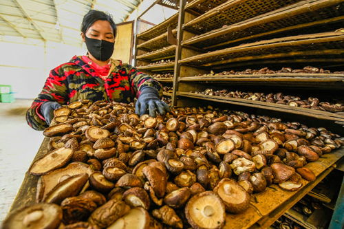 河北遵化 农产品加工助力复工复产，拓宽农民就业增收渠道