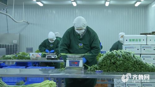 潍坊农产品加工企业顺利复工 优质蒜薹直供海外