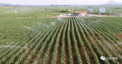 兴宾区农产品加工集聚区顺利通过自治区级验收