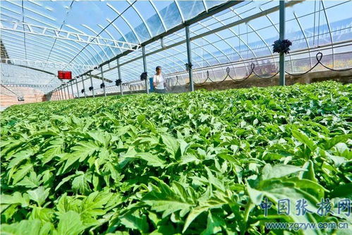 张掖市以品牌农业为抓手 筑牢农产品质量安全与购销双基石