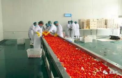 爱惠农 | 农业农村部 加快现代农业建设，开展农村创业创新与农产品加工